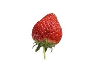 いちごの販売 strawberries - 湾岸ベリーファーム