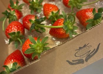 Photoroom_20251226_174722